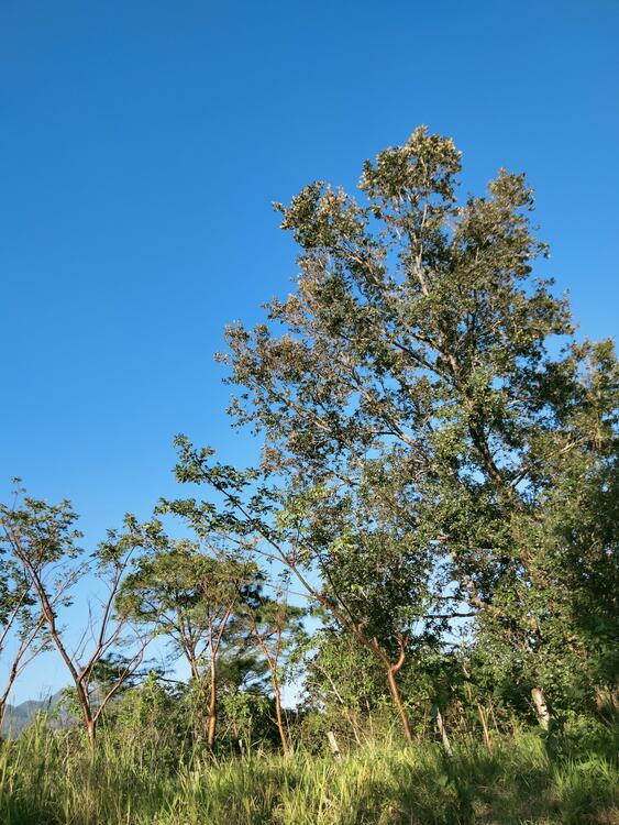 Chiŋcuy