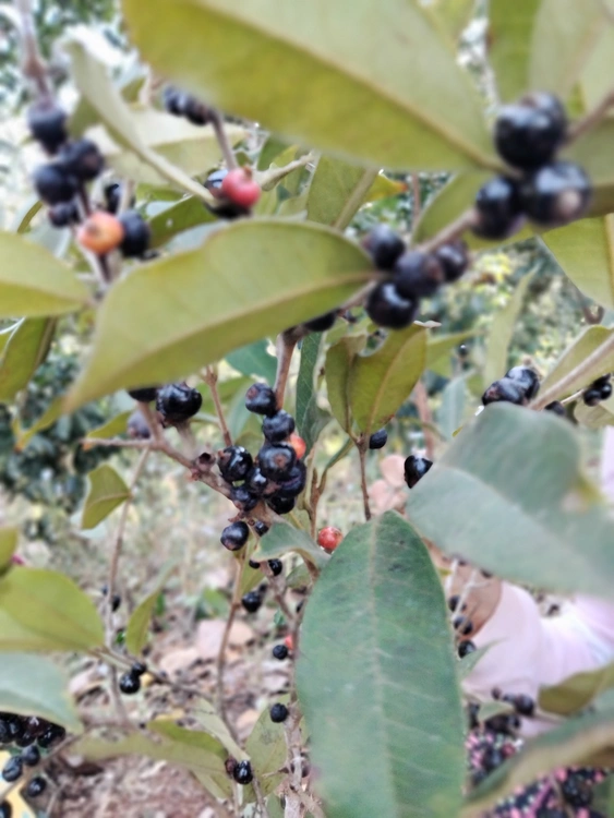 Escobilla, es un fruta comestible.