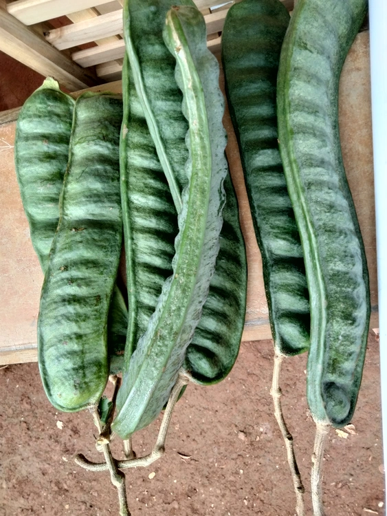 Baina, Jinicuil, fruta algodonuda por dentro.
