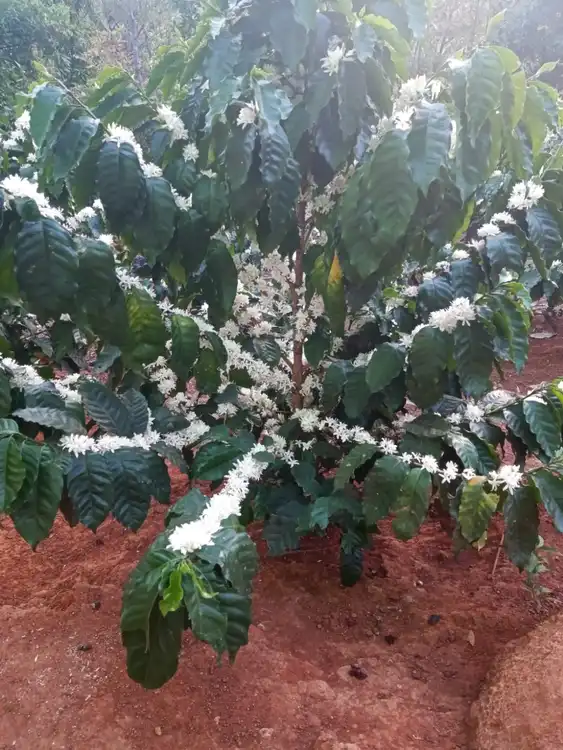 Aquí hay muchas flores de café