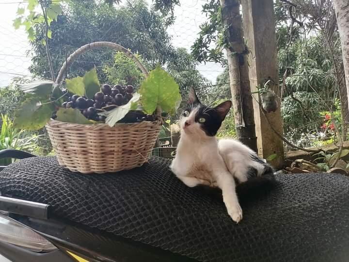 Mixi