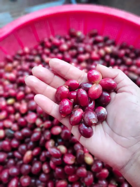 Cafe bien seleccionado