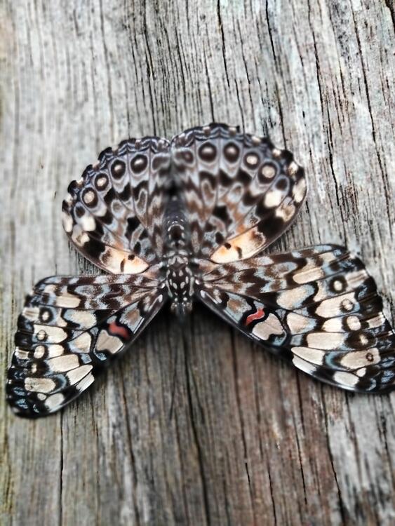 Mariposa Mariposa