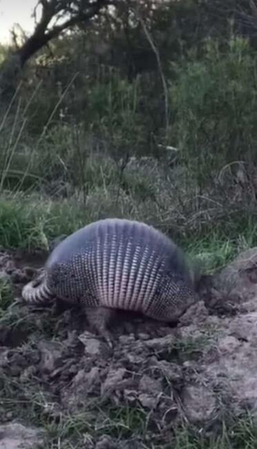 Armadillo